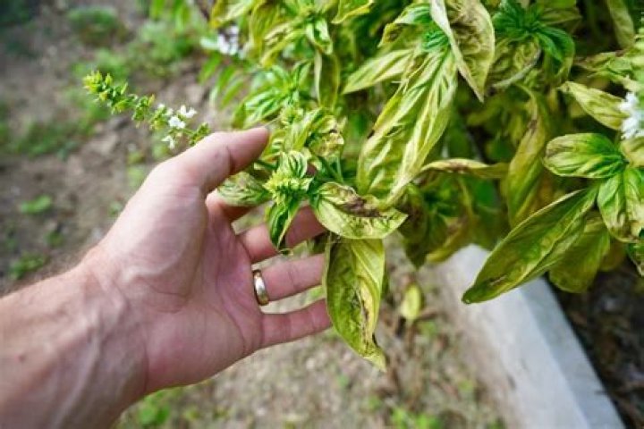 Are basil leaves poisonous?
