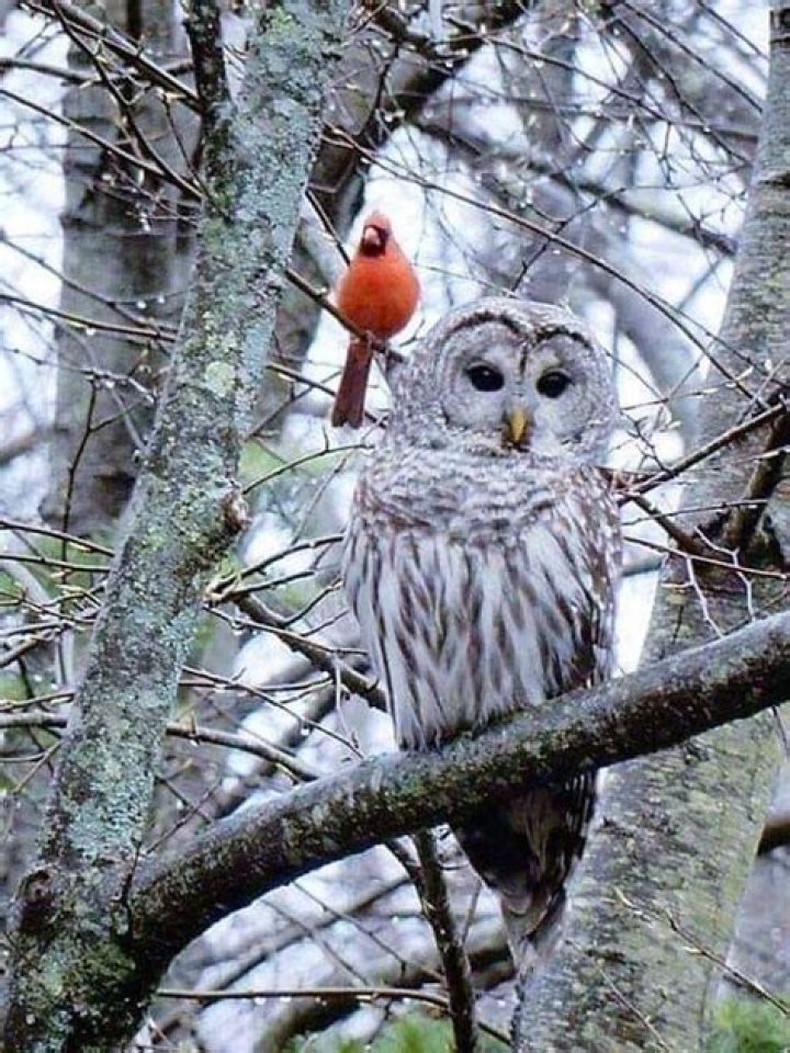 Are Cardinals afraid of owls?