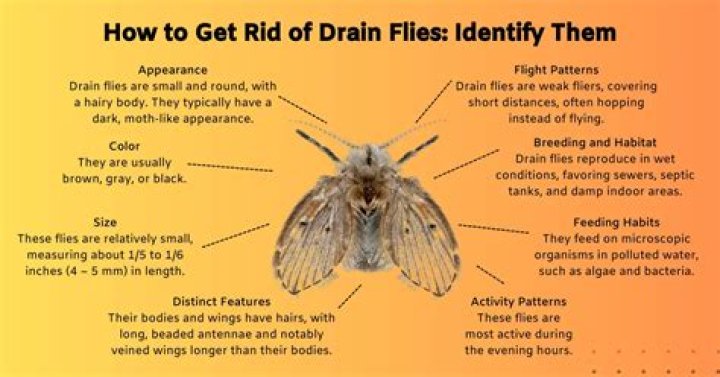 Are drain flies harmful to humans?