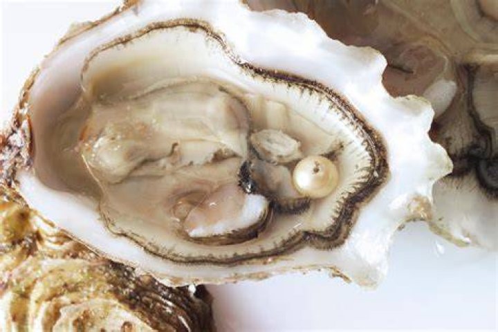 Are pearl shells alive?