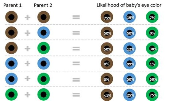 Can 2 brown eyed human make blue-eyed baby?