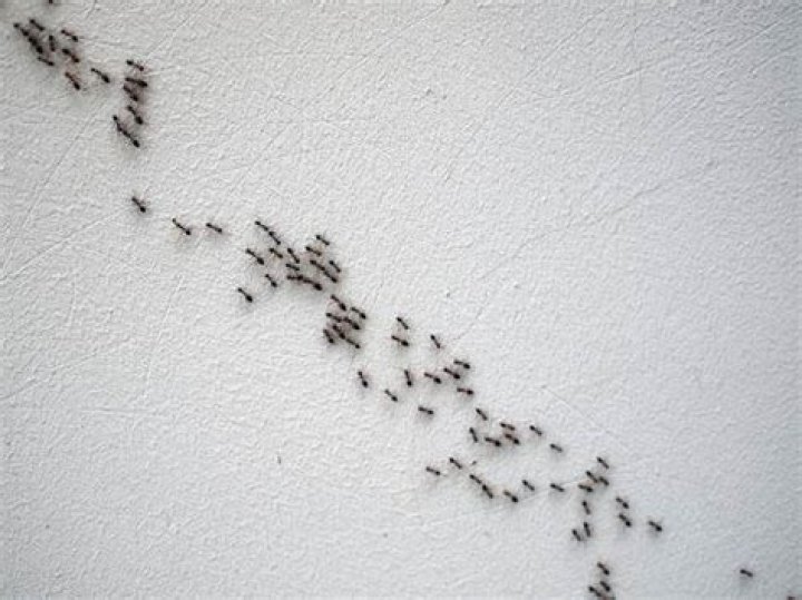 Can ants live in walls?