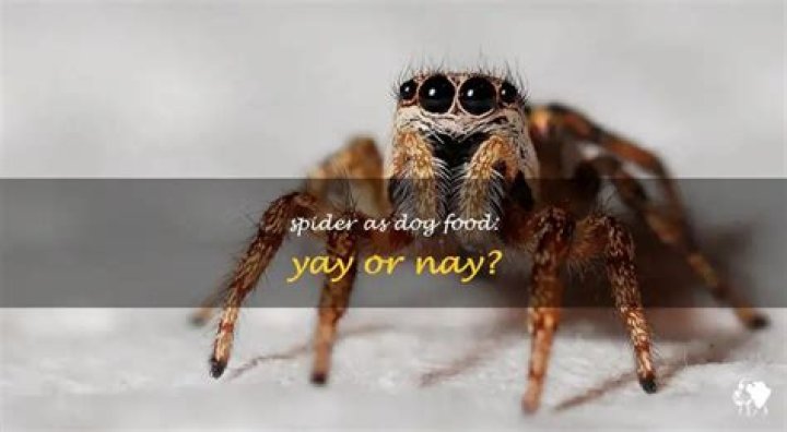 Can dogs eat spiders?