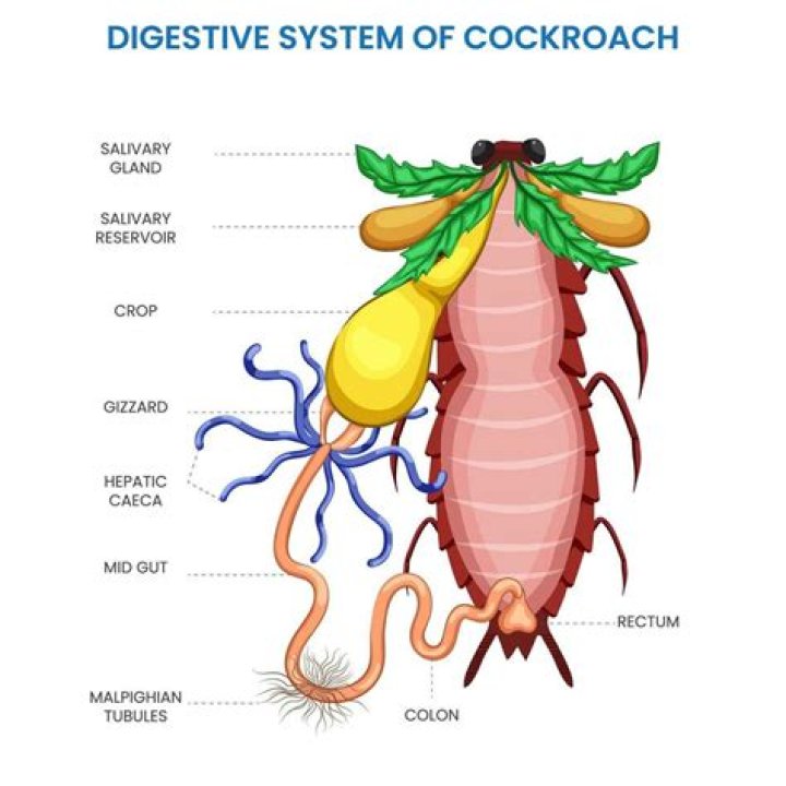 Can I eat a cockroach?