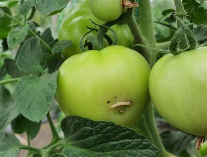 Can you feed worms tomatoes?