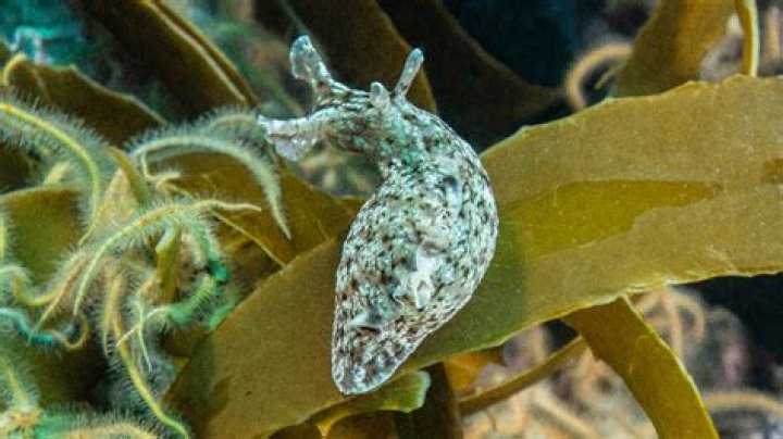 Do garden slugs have memory?