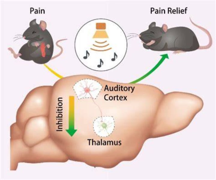 Do mice feel pain the same as humans?