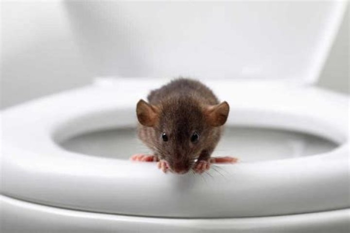 How common is it to find a rat in your toilet?