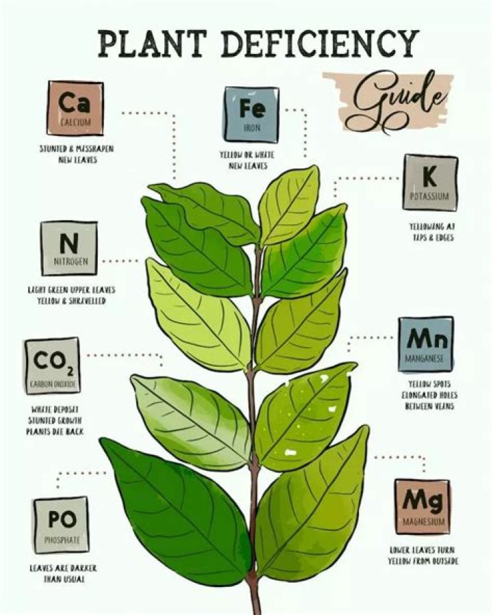 How do you fix nitrogen deficiency?