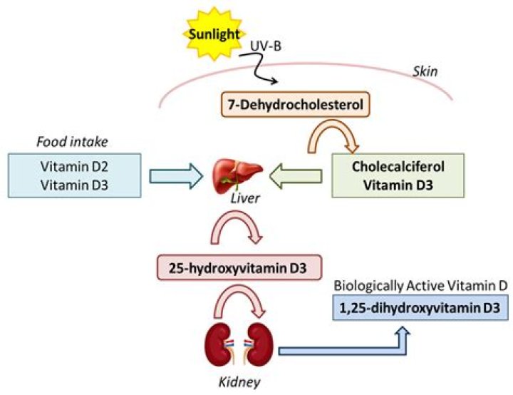 How does vitamin D help your bladder?
