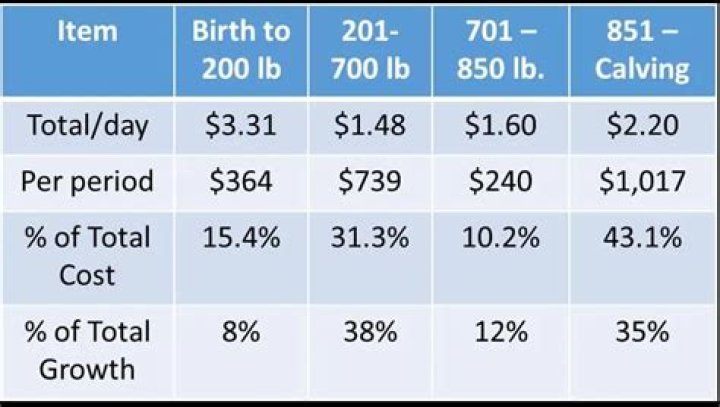 How much does it cost to raise a calf to slaughter?