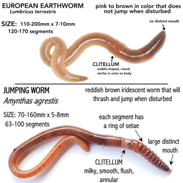 Is Earthworm harmful to plants?