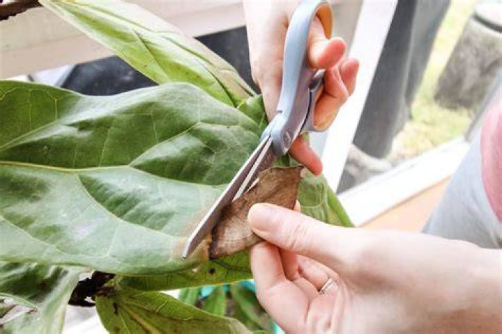 Is it OK to cut dead leaves off a plant?