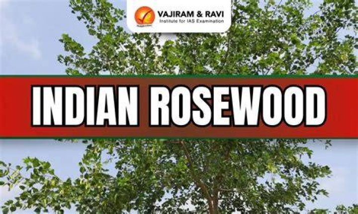 Is rosewood illegal to own?