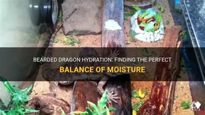 Should I spray my bearded dragon with water?