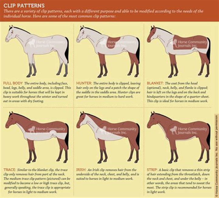 Should you clip a horse with Cushings?