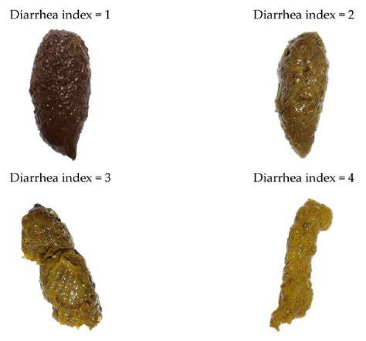 What color is Salmonella poop?