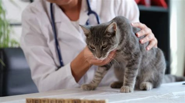 What do I do if my cat ate something bad?