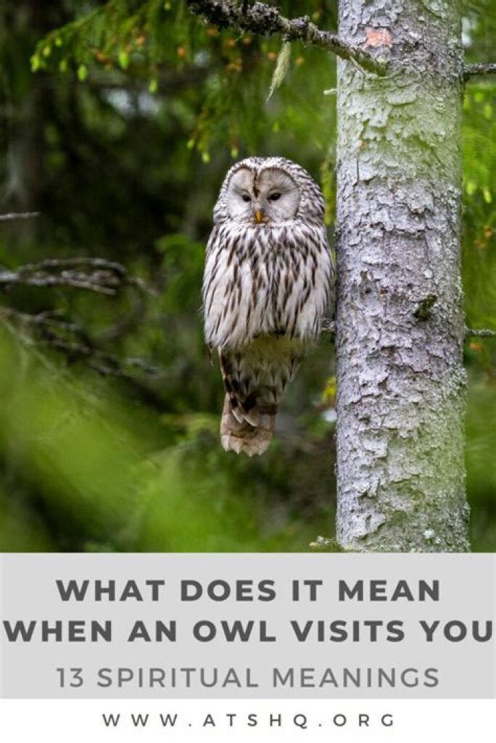What does it mean if an owl visits you?