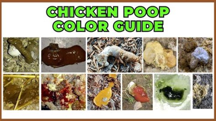 What gets rid of the smell of chicken poop?