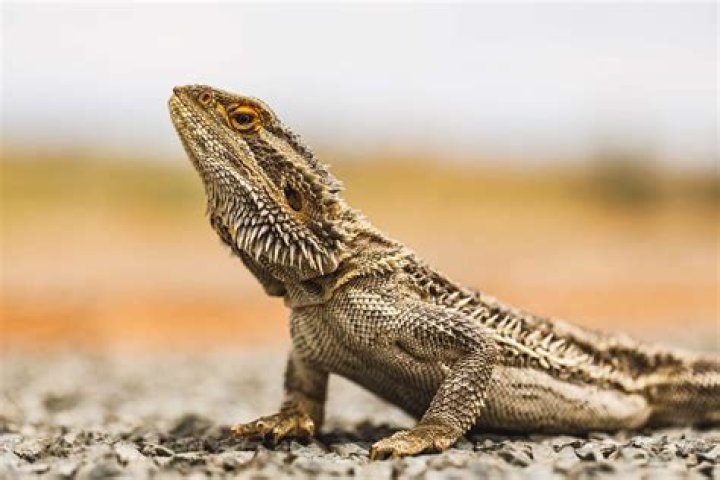 What is the coolest pet lizard?