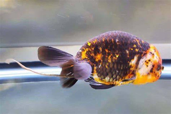 What is the white string coming from my goldfish?
