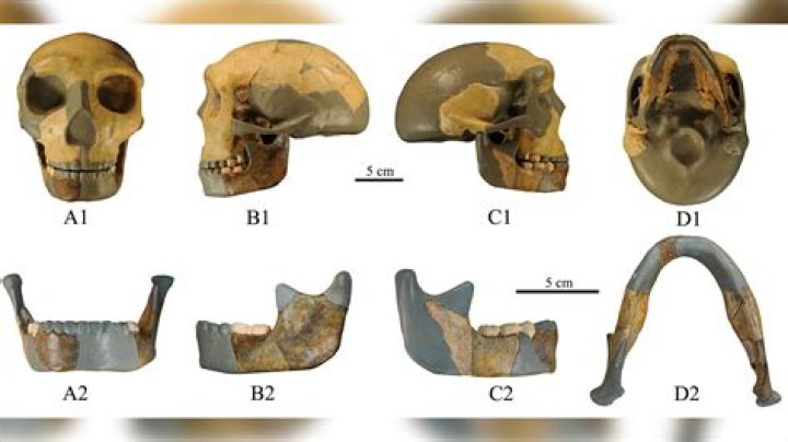 Where was the skull of early man found in East Africa?