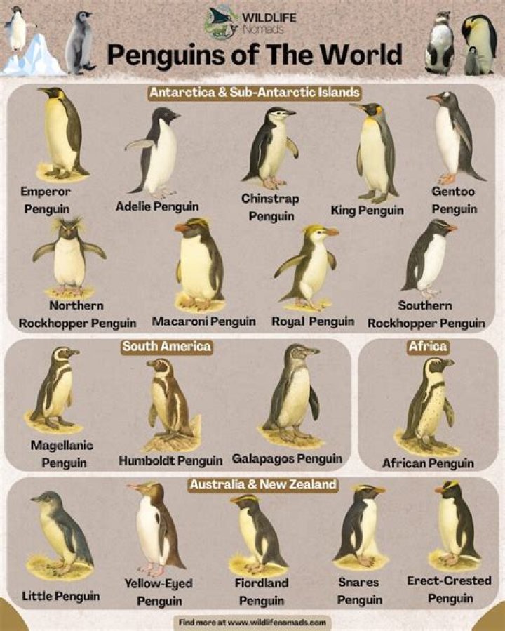 Which Penguin is the most aggressive?