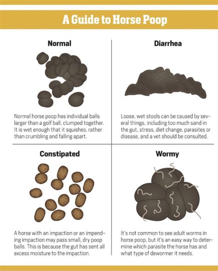 Why do horses smell other horses poop?