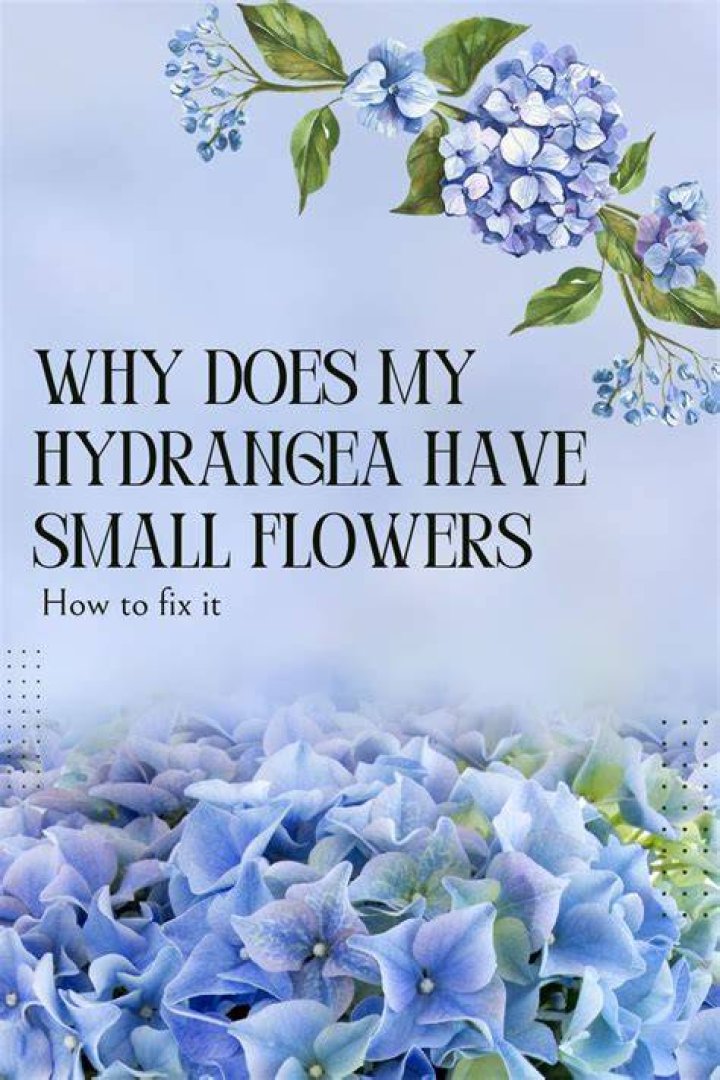 Why does my hydrangea have small flowers?