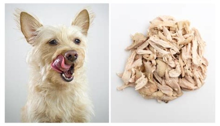 Will boiled chicken help my dogs diarrhea?