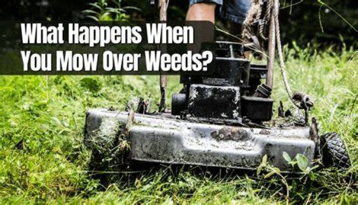 Will mowing weeds cause them to spread?